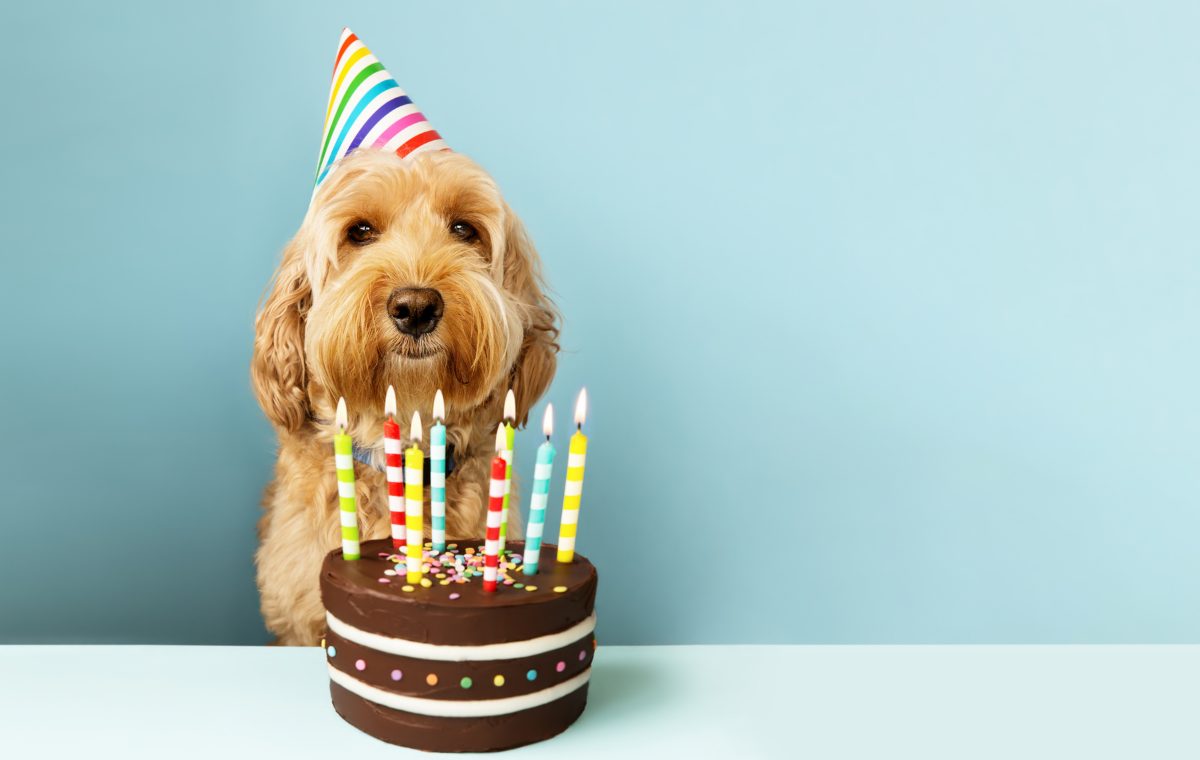 A fluffy dog wearing a rainbow party hat sits behind a chocolate birthday cake topped with lit striped candles, a warm and playful birthday celebration.