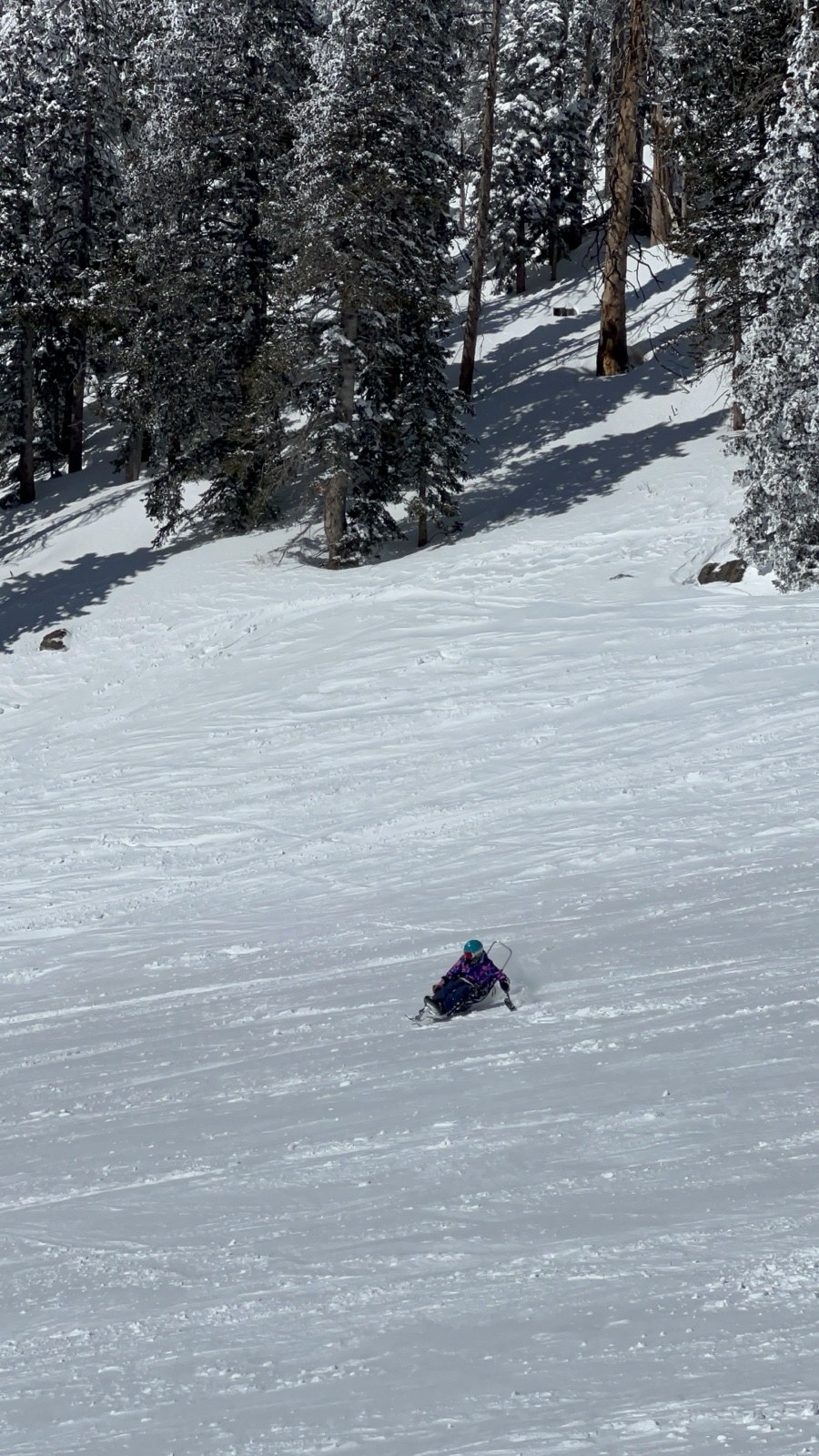 Julie Stone carving down a snowy slope on an adaptive sit-ski below a treeline.