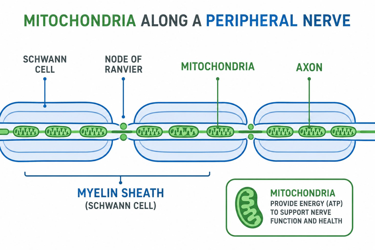 Educational diagram titled Mitochondria Along a Peripheral Nerve, showing an axon lined with green mitochondria, wrapped in Schwann cell myelin sheaths separated by nodes of Ranvier, with a note that mitochondria provide energy to support nerve function and health.