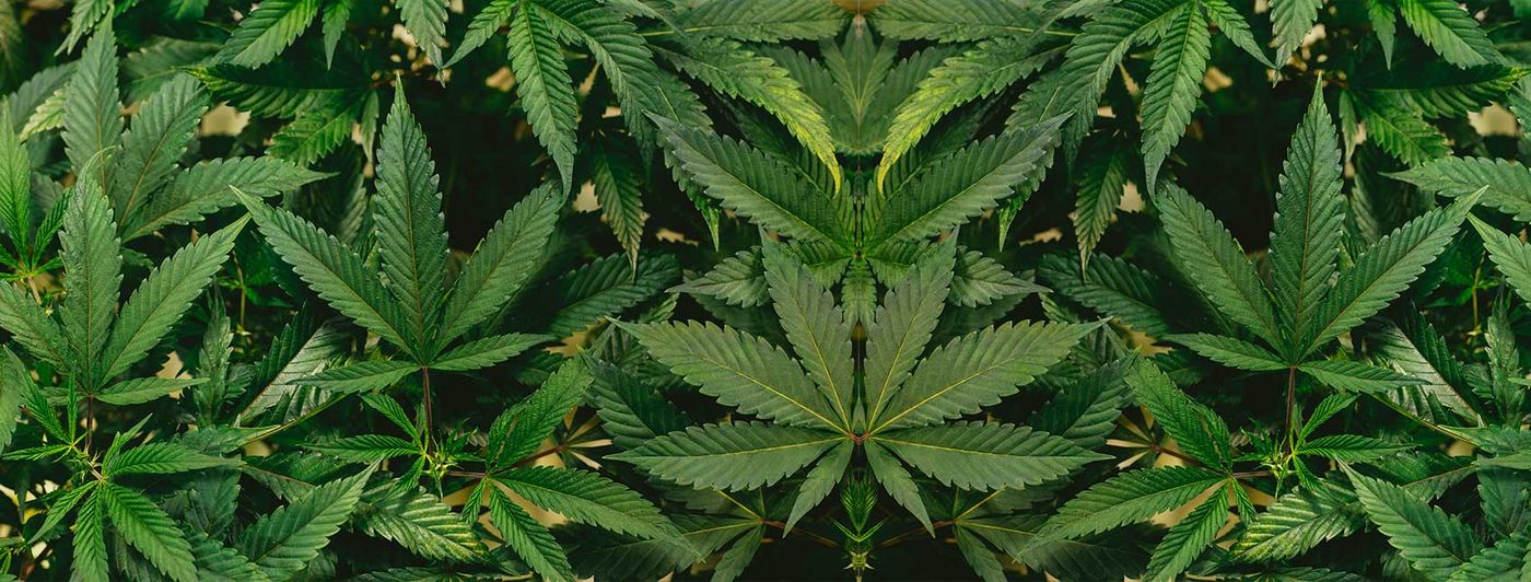 Cannabis leaves and a small bottle of CBD oil on a plain surface.